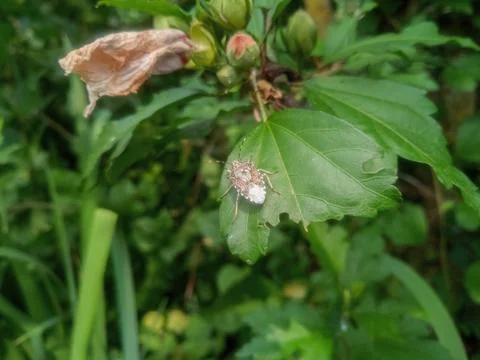 Bug on a leaf of a plant. Smelly bug of gray-brown color. Stock Photos