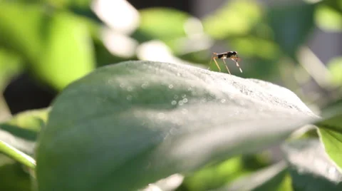 Bug Life Stock Footage 35415135
