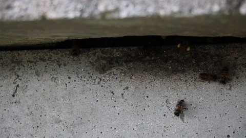 Bug life with pollen flying back home Stock Footage 113079829