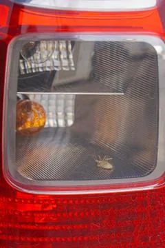 Bug in lights Stock Photos