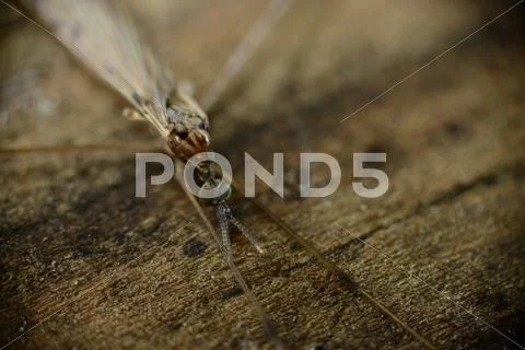 Bug Macro Stock Photos