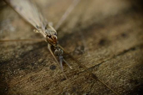 Bug Macro Stock Photos