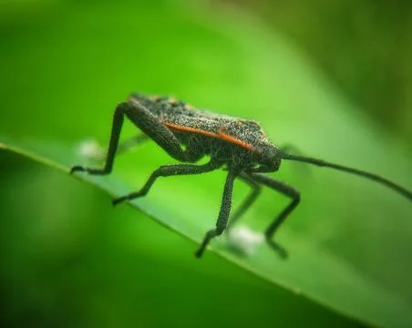 Bug macro Stock Photos