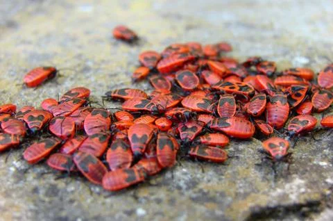 Bug Meeting Stock Photos