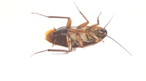 Bug moving 2 BRIGHT Stock Footage 5296903