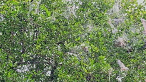 Bug Nests Spread Across Bel Tree Stock Footage 322776214