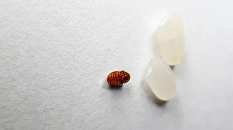 The bug is next to the rice Stock Photos