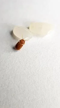 The bug is next to the rice Stock Photos