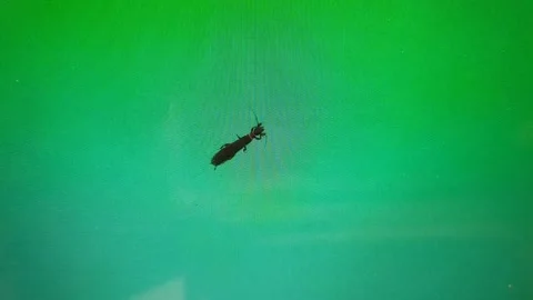 A Bug Or Incest Sitting On Laptop Computer Screen Видео 246980857