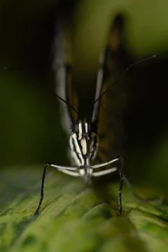 Bug Out Stock Photos