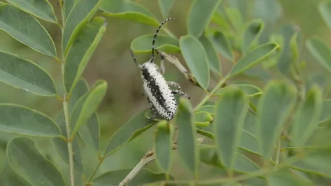 Bug over the leaves 動画素材 106045369
