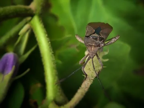 A bug perched on leaves Stock Photos