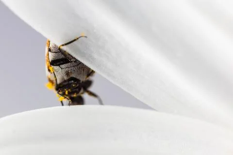 Bug on petal Stock Photos