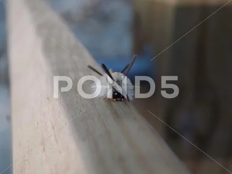 The Bug Stock Photos