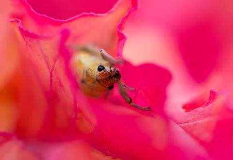 Bug Stock Photos