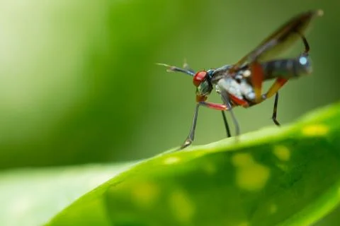 Bug Stock Photos