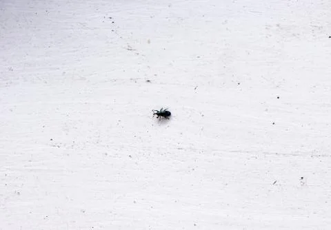 The bug. Stock-Fotos