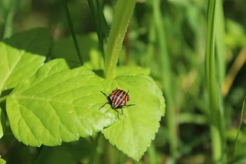 Bug Stock-Fotos