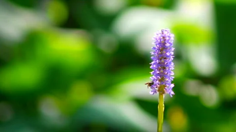 Bug on a Pickeral Plant Bloom Vídeo Stock 849748