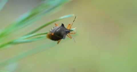 Bug On A Pine Needle Macro Shot Stock Footage 101322155