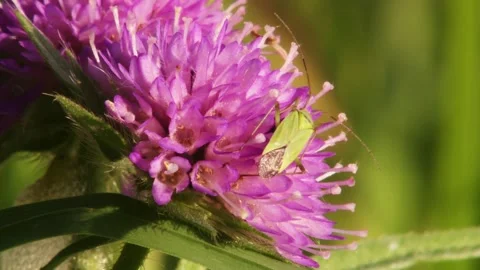 Bug on a Pink Blossom in Summer Stock Footage 313474182