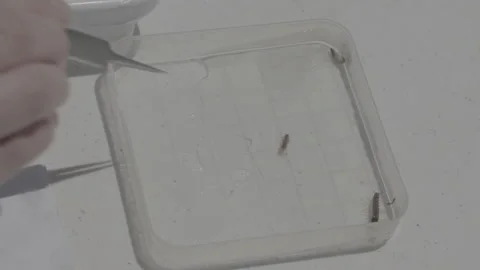 Bug Placed In A Petri Dish With Tweezers Amongst Other Insects Stock Footage 148572808
