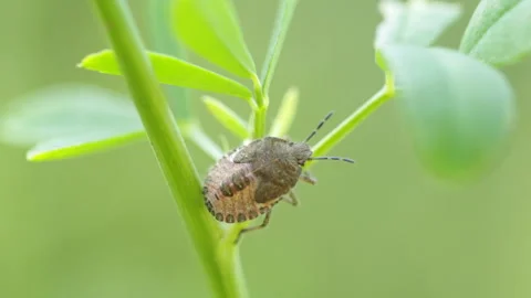 Bug on a plant Vidéo 148144596