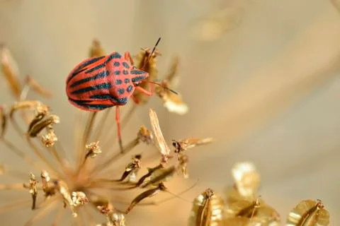 Bug on plant Stock Photos