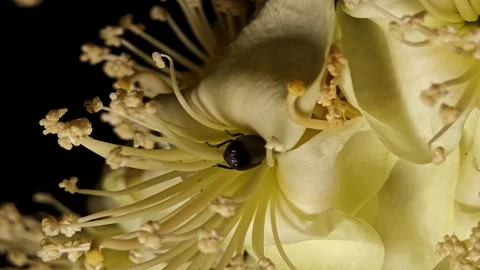 A Bug Pollen Durian Flower. Stock Footage 310153631