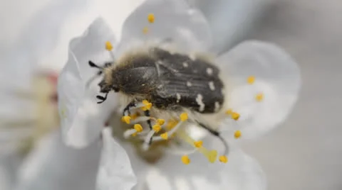 Bug pollinate cherry blossoms closeup in a windy day Vídeos de archivo 22923072