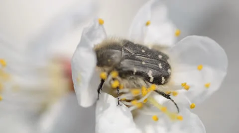 Bug pollinate cherry blossoms closeup in a windy day Video stock 22923074
