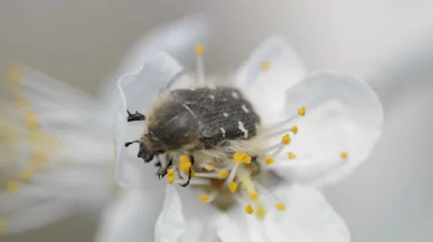 Bug pollinate cherry blossoms closeup in a windy day Video stock 22923079