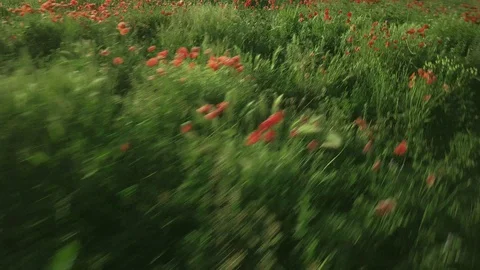 Bug POV thorugh a field full of poppies in spring Stock Footage 128467598