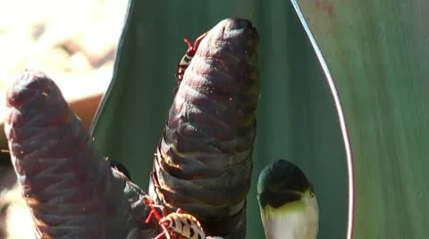 Bug Probergrothius sexpunctatis on female cones of the Welwitschia mirabilis Stock Footage