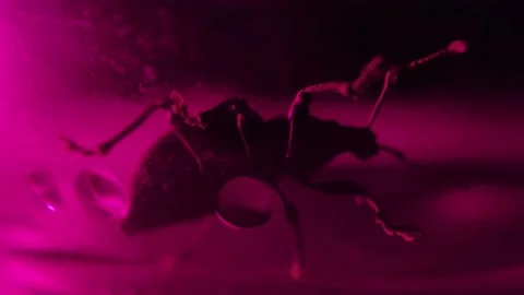 Bug Prodding Dirty Glass  Stock Footage 205539422