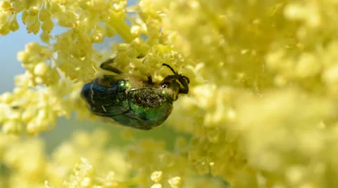 Bug Protaetia (Liocola) marmorata gathering pollen Video stock 23711153