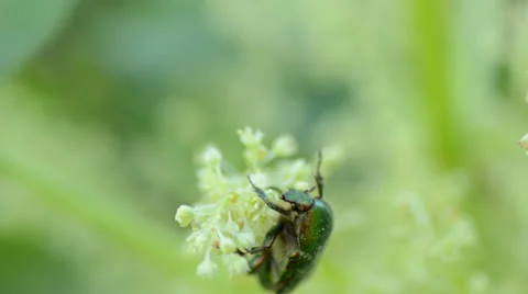 Bug Protaetia (Liocola) marmorata gathering pollen Vídeos de archivo 23711171