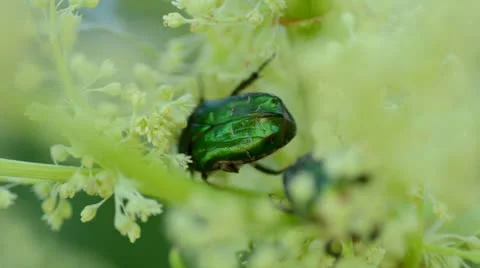 Bug Protaetia (Liocola) marmorata gathering pollen Video stock 23711352