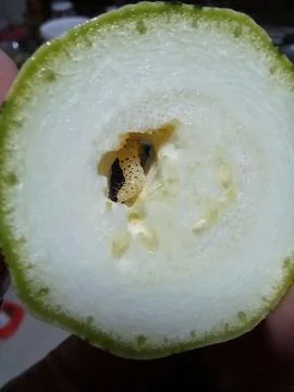 Bug in the Pumpkin Stock Photos