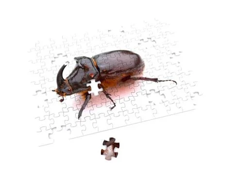 Bug puzzle piece. 3d bug puzzle piece. 3d Copyright: xZoonar.com/SerhiixPa... Stock Photos