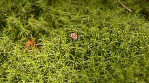 Bug (Pyrrhocoris apterus) in moss. HD. Stock Footage 44642111