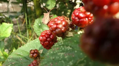 Bug on raspberry Stock Footage 41832457