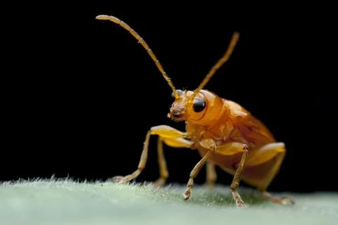 Bug is ready for fly in search of food. Fotos Stock