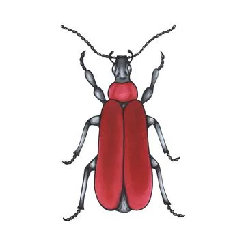 Bug red. Hand drawn insect illustration, detailed art. Isolated bug on whit.. Stock Illustration