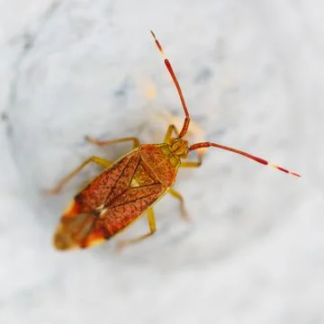 A bug with a red head and orange legs Stock Photos