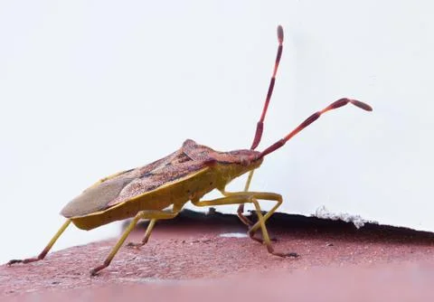 Bug on a red wall Stock Photos