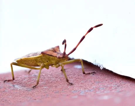Bug on a red wall Stock Photos
