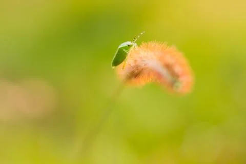 Bug on reeds Stock Photos