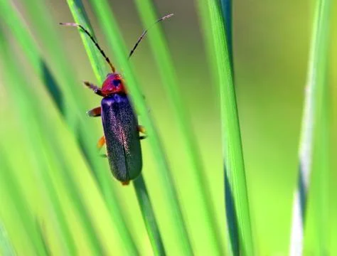 Bug resting on a grass, macro shot, shallow depth of field Stock Photos
