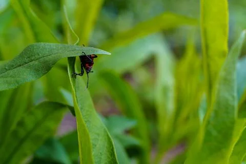 Bug resting on green leaf during bright daylight in a garden Stock-Fotos